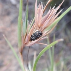 Diphucrania sp. (genus) at Cook, ACT - 28 Dec 2018