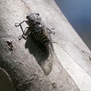 Atrapsalta furcilla at Mount Clear, ACT - 1 Dec 2018