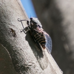 Atrapsalta furcilla at Mount Clear, ACT - 1 Dec 2018