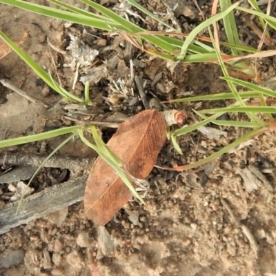 Garrha (genus) (A concealer moth) at Cook, ACT - 28 Dec 2018 by CathB