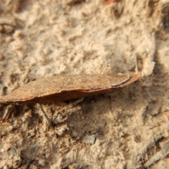 Garrha (genus) at Cook, ACT - 28 Dec 2018 07:26 AM