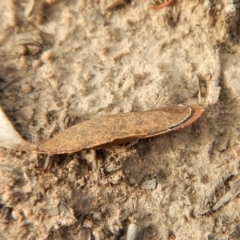 Garrha (genus) at Cook, ACT - 28 Dec 2018 07:26 AM