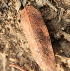 Garrha (genus) at Cook, ACT - 28 Dec 2018 07:26 AM