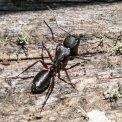 Camponotus sp. (genus) (A sugar ant) at Namadgi National Park - 1 Dec 2018 by SWishart