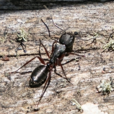 Camponotus sp. (genus) (A sugar ant) at Mount Clear, ACT - 1 Dec 2018 by SWishart