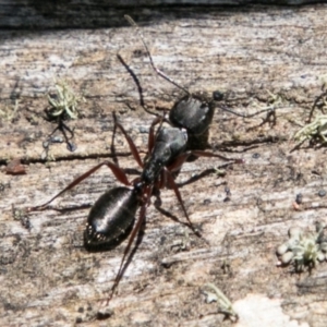 Camponotus sp. (genus) at Mount Clear, ACT - 1 Dec 2018