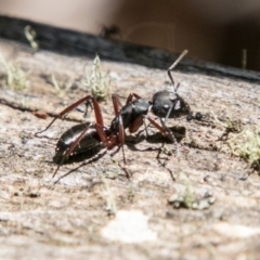 Camponotus sp. (genus) at Mount Clear, ACT - 1 Dec 2018