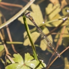 Synlestes weyersii at Namadgi National Park - 1 Dec 2018 by SWishart