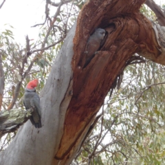 Callocephalon fimbriatum (Gang-gang Cockatoo) at Deakin, ACT - 20 Nov 2017 by JackyF