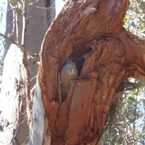 Callocephalon fimbriatum at Deakin, ACT - suppressed