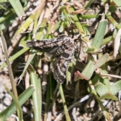 Pyralidae (family) (A Pyralid Moth) at Mount Clear, ACT - 1 Dec 2018 by SWishart