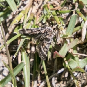 Pyralidae (family) at Mount Clear, ACT - 1 Dec 2018 01:45 PM