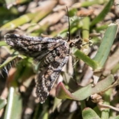 Pyralidae (family) at Mount Clear, ACT - 1 Dec 2018 01:45 PM