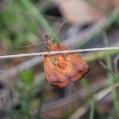 Tortricopsis uncinella (A concealer moth) at Namadgi National Park - 1 Dec 2018 by SWishart