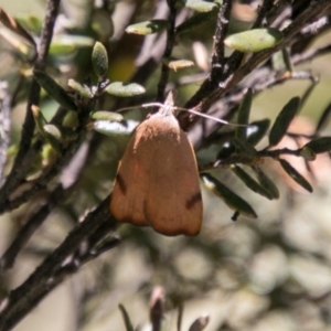 Tortricopsis uncinella at Mount Clear, ACT - 1 Dec 2018