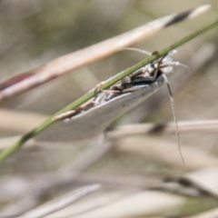 Zacorus carus (White Wingia) at Mount Clear, ACT - 1 Dec 2018 by SWishart