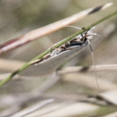 Zacorus carus (Wingia group moth) at Namadgi National Park - 1 Dec 2018 by SWishart