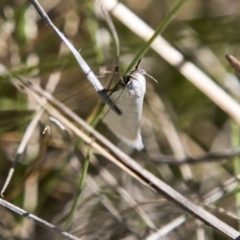 Zacorus carus at Mount Clear, ACT - 1 Dec 2018