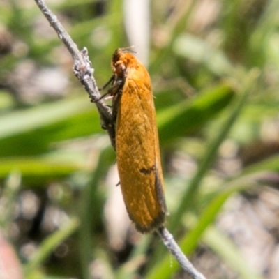 Endeolena aurinatella (A concealer moth) at Mount Clear, ACT - 1 Dec 2018 by SWishart