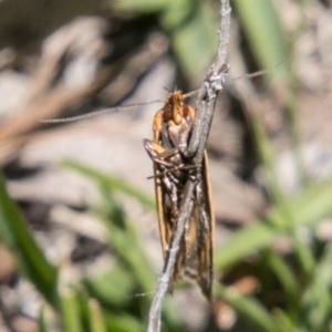 Endeolena aurinatella at Mount Clear, ACT - 1 Dec 2018