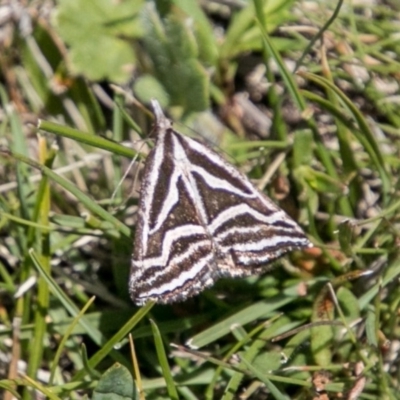 Dichromodes confluaria (Ceremonial Heath Moth) at Namadgi National Park - 1 Dec 2018 by SWishart