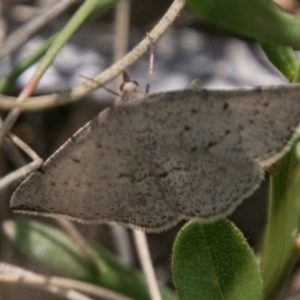 Taxeotis intextata at Mount Clear, ACT - 1 Dec 2018 11:21 AM