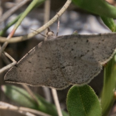 Taxeotis intextata (Looper Moth, Grey Taxeotis) at Namadgi National Park - 1 Dec 2018 by SWishart