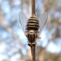 Australiphthiria hilaris (Slender Bee Fly) at Mount Painter - 27 Dec 2018 by CathB