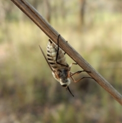 Australiphthiria hilaris at Dunlop, ACT - 28 Dec 2018