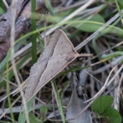 Epidesmia hypenaria (Long-nosed Epidesmia) at Namadgi National Park - 1 Dec 2018 by SWishart