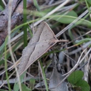 Epidesmia hypenaria at Mount Clear, ACT - 1 Dec 2018