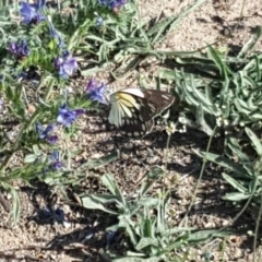 Belenois java (Caper White) at Isaacs, ACT - 29 Dec 2018 by Mike