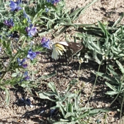 Belenois java (Caper White) at Isaacs, ACT - 28 Dec 2018 by Mike