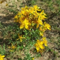 Hypericum perforatum (St John's Wort) at Symonston, ACT - 29 Dec 2018 by Mike