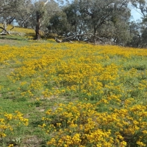 Hypericum perforatum at Symonston, ACT - 29 Dec 2018