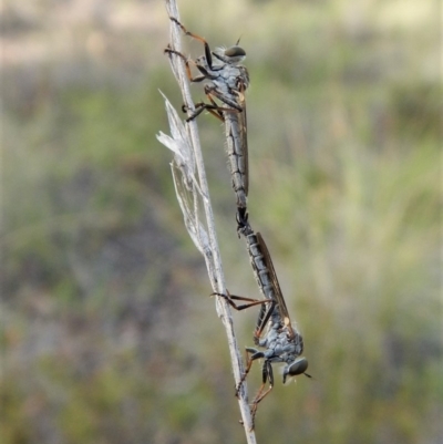 Cerdistus sp. (genus) (Yellow Slender Robber Fly) at Cook, ACT - 27 Dec 2018 by CathB