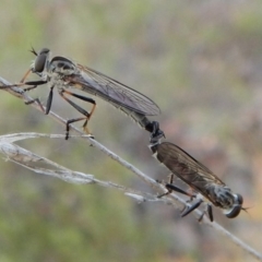 Cerdistus sp. (genus) at Cook, ACT - 28 Dec 2018