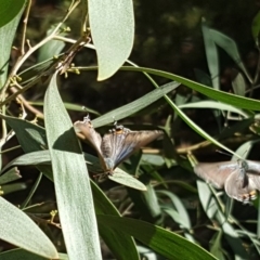 Jalmenus ictinus (Stencilled Hairstreak) at Isaacs Ridge and Nearby - 28 Dec 2018 by Mike