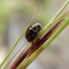 Ditropidus sp. (genus) (Leaf beetle) at Mount Painter - 27 Dec 2018 by CathB