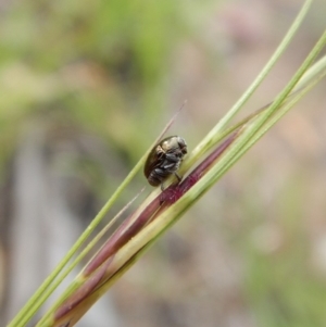 Ditropidus sp. (genus) at Cook, ACT - 28 Dec 2018 07:14 AM