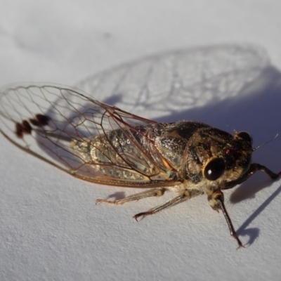 Galanga labeculata (Double-spotted cicada) at Spence, ACT - 28 Dec 2018 by Laserchemisty