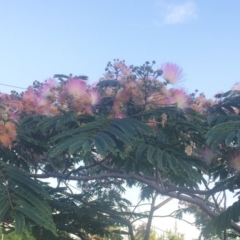 Unidentified Other Tree at Hughes, ACT - 29 Dec 2018 by ruthkerruish