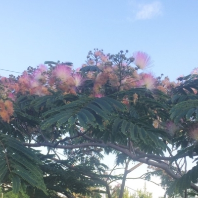 Unverified Other Tree at Hughes, ACT - 29 Dec 2018 by ruthkerruish