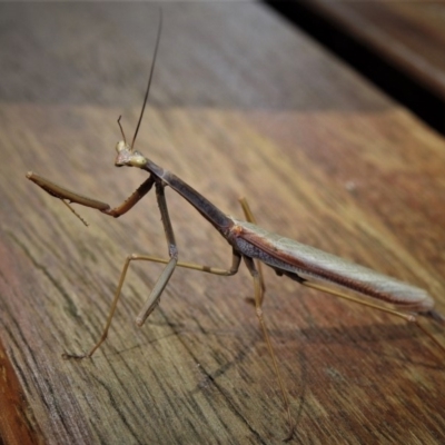 Tenodera australasiae (Purple-winged mantid) at Paddys River, ACT - 29 Dec 2018 by JohnBundock