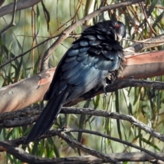 Eudynamys orientalis (Pacific Koel) at Macarthur, ACT - 29 Dec 2018 by RodDeb