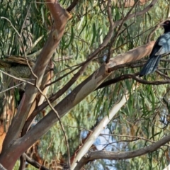 Eudynamys orientalis at Macarthur, ACT - 29 Dec 2018