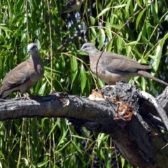 Spilopelia chinensis (Spotted Dove) at Jerrabomberra Wetlands - 28 Dec 2018 by RodDeb