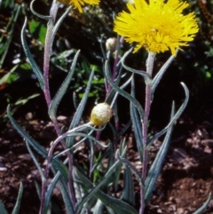 Podolepis jaceoides (Showy Copper-wire Daisy) at Bimberi Nature Reserve - 12 Dec 2003 by BettyDonWood