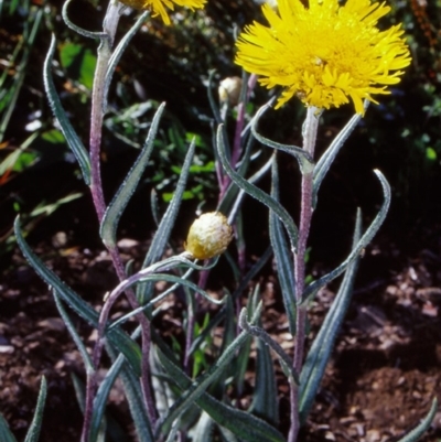 Podolepis jaceoides (Showy Copper-wire Daisy) at Bimberi Nature Reserve - 13 Dec 2003 by BettyDonWood