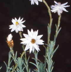 Rhodanthe anthemoides (Chamomile Sunray) at Namadgi National Park - 24 Jan 2004 by BettyDonWood